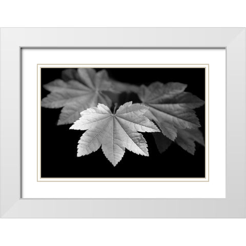 Leaves Maple Black and White White Modern Wood Framed Art Print with Double Matting by Schell, Jennie Marie