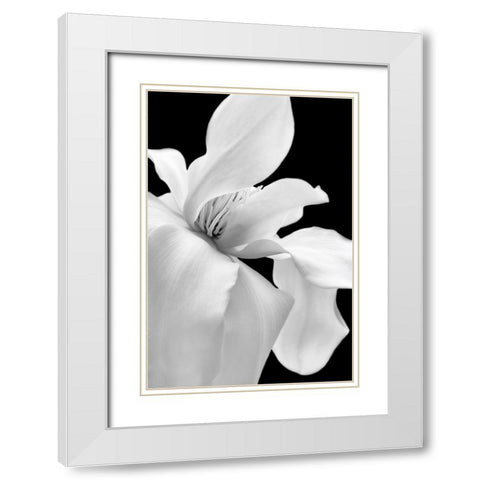 Magnolia Flower Macro Black and White 1 White Modern Wood Framed Art Print with Double Matting by Schell, Jennie Marie