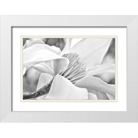 Magnolia Flower Macro Black and White 2 White Modern Wood Framed Art Print with Double Matting by Schell, Jennie Marie