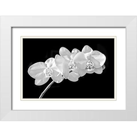 Orchid Flowers Black and White White Modern Wood Framed Art Print with Double Matting by Schell, Jennie Marie