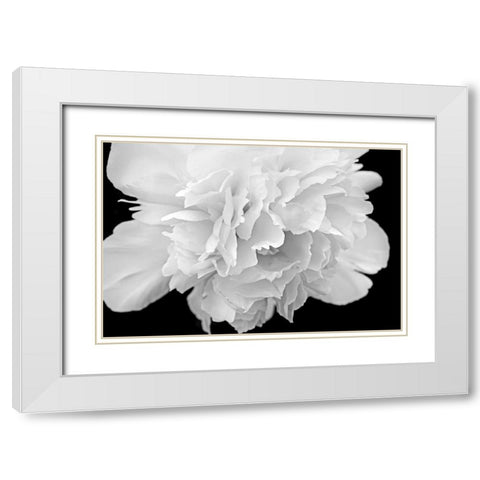 Peony Flower Macro Black and White White Modern Wood Framed Art Print with Double Matting by Schell, Jennie Marie