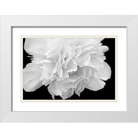 Peony Flower Macro Black and White White Modern Wood Framed Art Print with Double Matting by Schell, Jennie Marie
