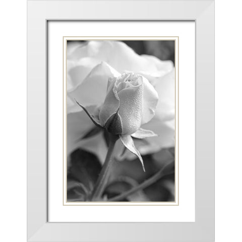 Rose Bud Flower Black and White White Modern Wood Framed Art Print with Double Matting by Schell, Jennie Marie