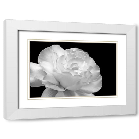 Rose Flower Macro Black and White 1 White Modern Wood Framed Art Print with Double Matting by Schell, Jennie Marie