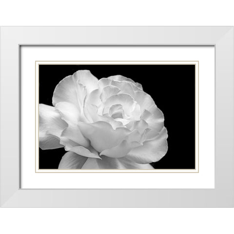 Rose Flower Macro Black and White 1 White Modern Wood Framed Art Print with Double Matting by Schell, Jennie Marie