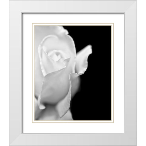 Rose Flower Macro Black and White 2 White Modern Wood Framed Art Print with Double Matting by Schell, Jennie Marie