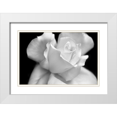 Rose Flower Macro Black and White 3 White Modern Wood Framed Art Print with Double Matting by Schell, Jennie Marie
