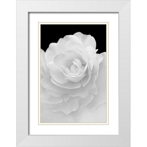 Rose Flower Macro Black and White 4 White Modern Wood Framed Art Print with Double Matting by Schell, Jennie Marie