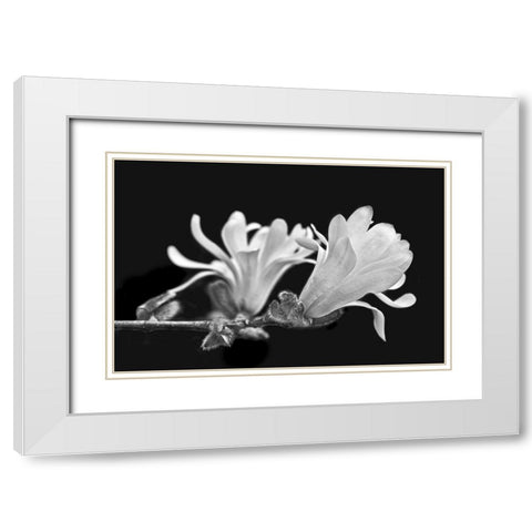 Star Magnolia Flowers Black and White White Modern Wood Framed Art Print with Double Matting by Schell, Jennie Marie