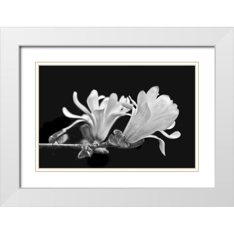 Star Magnolia Flowers Black and White White Modern Wood Framed Art Print with Double Matting by Schell, Jennie Marie