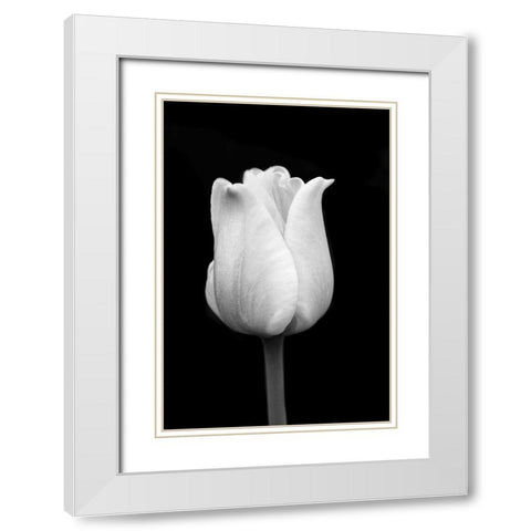 Tulip Flower Macro Black and White 1 White Modern Wood Framed Art Print with Double Matting by Schell, Jennie Marie