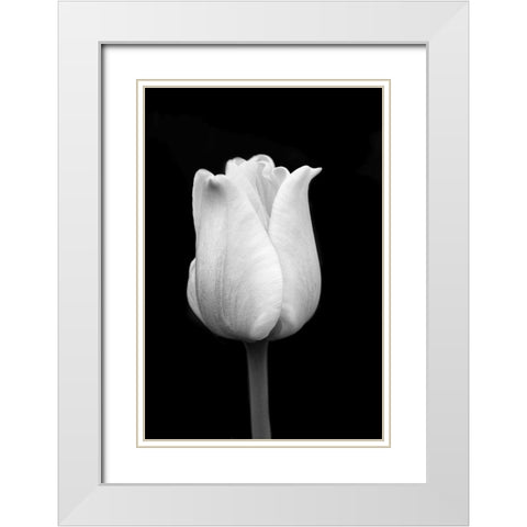 Tulip Flower Macro Black and White 1 White Modern Wood Framed Art Print with Double Matting by Schell, Jennie Marie