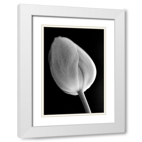 Tulip Flower Macro Black and White 2 White Modern Wood Framed Art Print with Double Matting by Schell, Jennie Marie