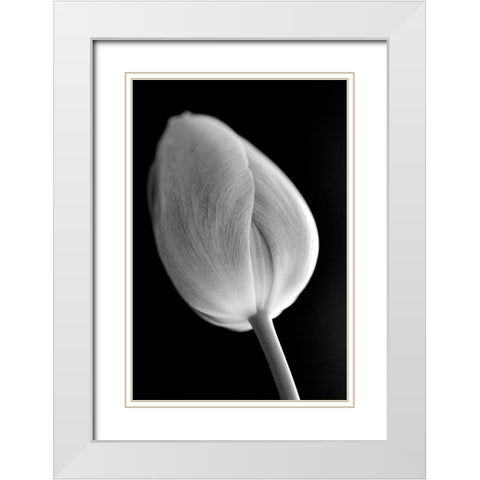 Tulip Flower Macro Black and White 2 White Modern Wood Framed Art Print with Double Matting by Schell, Jennie Marie