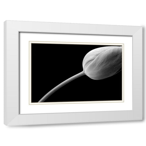 Tulip Flower Macro Black and White 3 White Modern Wood Framed Art Print with Double Matting by Schell, Jennie Marie