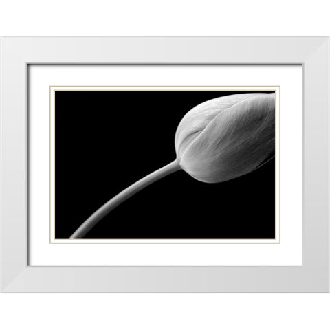 Tulip Flower Macro Black and White 3 White Modern Wood Framed Art Print with Double Matting by Schell, Jennie Marie