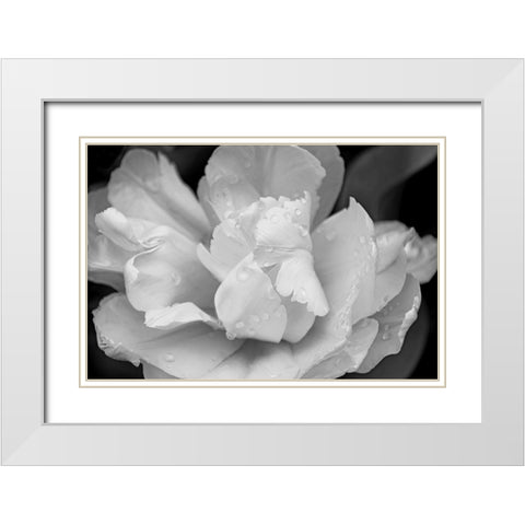 Tulip Flower Macro Black and White 4 White Modern Wood Framed Art Print with Double Matting by Schell, Jennie Marie