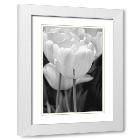 Tulip Flowers Black and White 2 White Modern Wood Framed Art Print with Double Matting by Schell, Jennie Marie