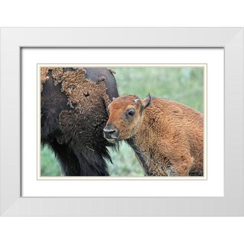 Buffalo Bison and Calf White Modern Wood Framed Art Print with Double Matting by Schell, Jennie Marie