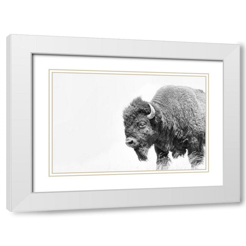 Buffalo Bison Black and White White Modern Wood Framed Art Print with Double Matting by Schell, Jennie Marie