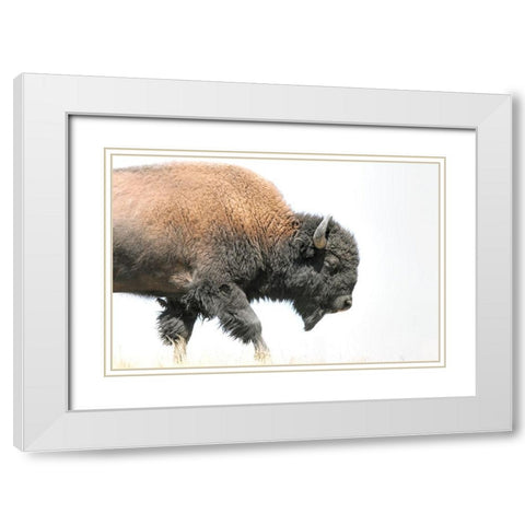 Buffalo Bison Walk White Modern Wood Framed Art Print with Double Matting by Schell, Jennie Marie