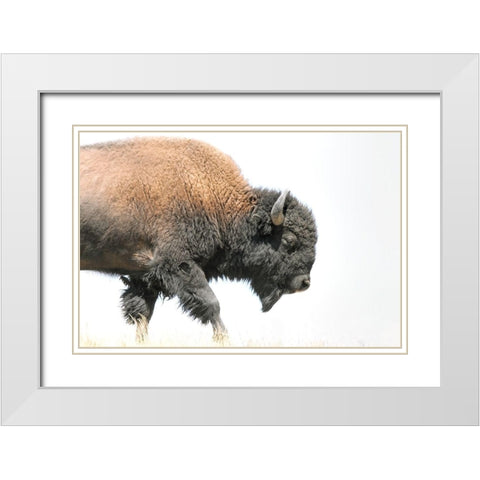 Buffalo Bison Walk White Modern Wood Framed Art Print with Double Matting by Schell, Jennie Marie