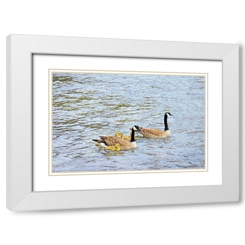 Canada Geese and Goslings on Lake White Modern Wood Framed Art Print with Double Matting by Schell, Jennie Marie