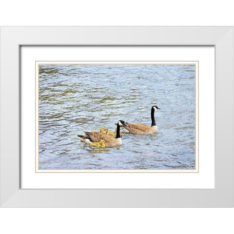 Canada Geese and Goslings on Lake White Modern Wood Framed Art Print with Double Matting by Schell, Jennie Marie