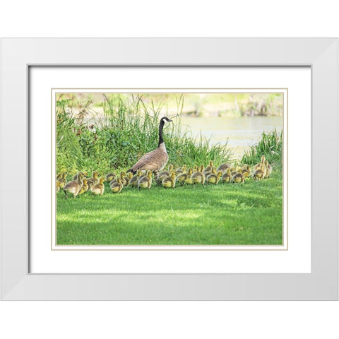 Canada Goose and Goslings White Modern Wood Framed Art Print with Double Matting by Schell, Jennie Marie