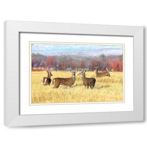Deer Bucks in Autumn Field White Modern Wood Framed Art Print with Double Matting by Schell, Jennie Marie