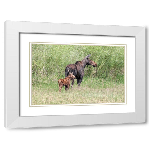 Moose and Baby Calf White Modern Wood Framed Art Print with Double Matting by Schell, Jennie Marie