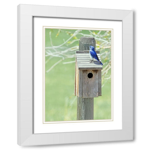 Nesting Box with Bluebird White Modern Wood Framed Art Print with Double Matting by Schell, Jennie Marie