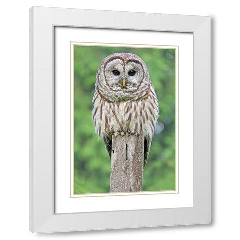 Owl on Fence Post White Modern Wood Framed Art Print with Double Matting by Schell, Jennie Marie