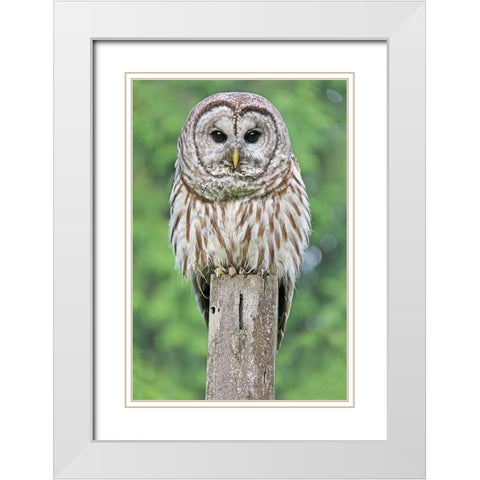 Owl on Fence Post White Modern Wood Framed Art Print with Double Matting by Schell, Jennie Marie