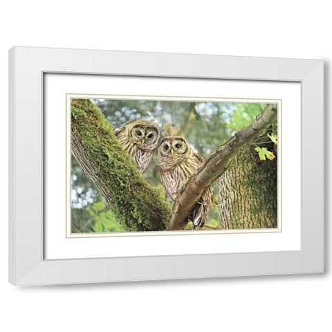 Owlet Twins in the Forest White Modern Wood Framed Art Print with Double Matting by Schell, Jennie Marie