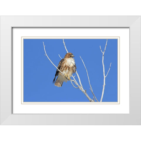 Red-Tail Hawk in Tree White Modern Wood Framed Art Print with Double Matting by Schell, Jennie Marie