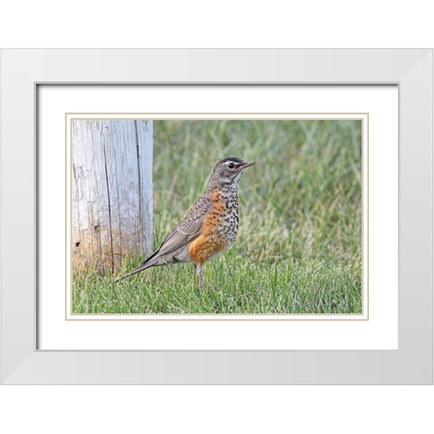 Robin Bird in Grass White Modern Wood Framed Art Print with Double Matting by Schell, Jennie Marie