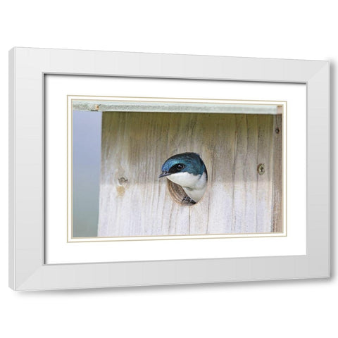 Tree Swallow Bird in Nesting Box White Modern Wood Framed Art Print with Double Matting by Schell, Jennie Marie