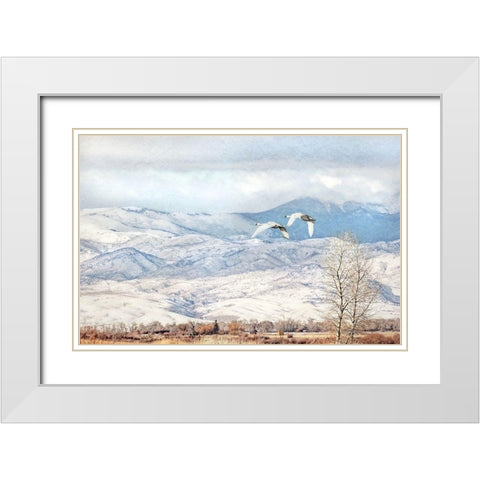Trumpeter Swans Winter Flight White Modern Wood Framed Art Print with Double Matting by Schell, Jennie Marie