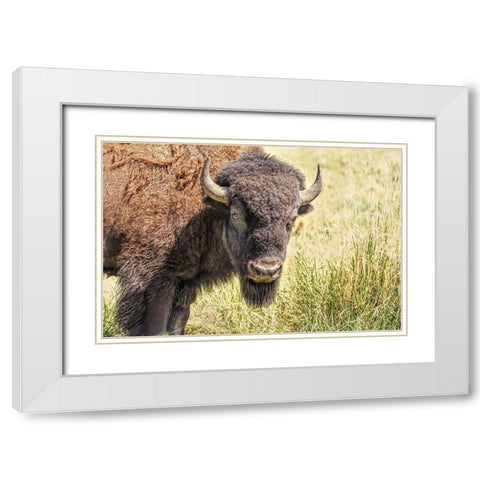 Buffalo Bison in Field White Modern Wood Framed Art Print with Double Matting by Schell, Jennie Marie