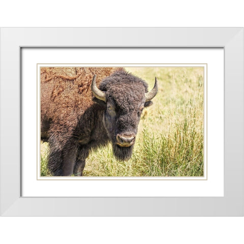 Buffalo Bison in Field White Modern Wood Framed Art Print with Double Matting by Schell, Jennie Marie
