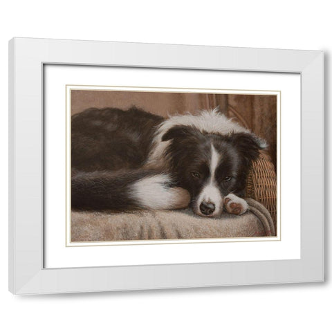 396 Border Collie White Modern Wood Framed Art Print with Double Matting by Silver, John