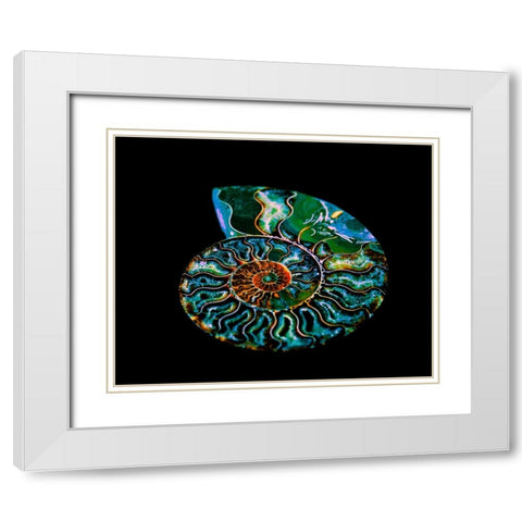 Nautilus I White Modern Wood Framed Art Print with Double Matting by LightBoxJournal