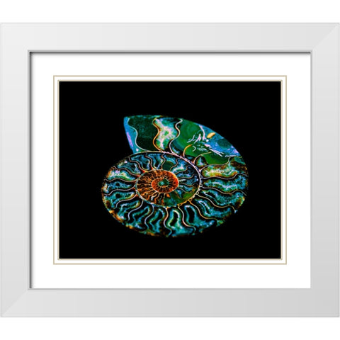 Nautilus I White Modern Wood Framed Art Print with Double Matting by LightBoxJournal