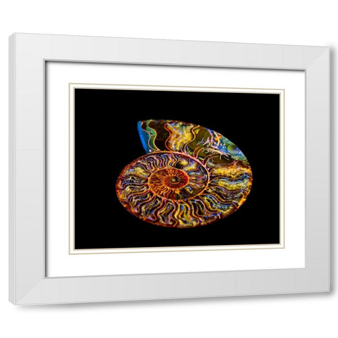 Nautilus III White Modern Wood Framed Art Print with Double Matting by LightBoxJournal