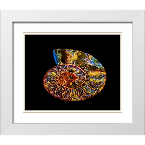 Nautilus III White Modern Wood Framed Art Print with Double Matting by LightBoxJournal