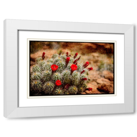 Desert Flower 3 White Modern Wood Framed Art Print with Double Matting by LightBoxJournal