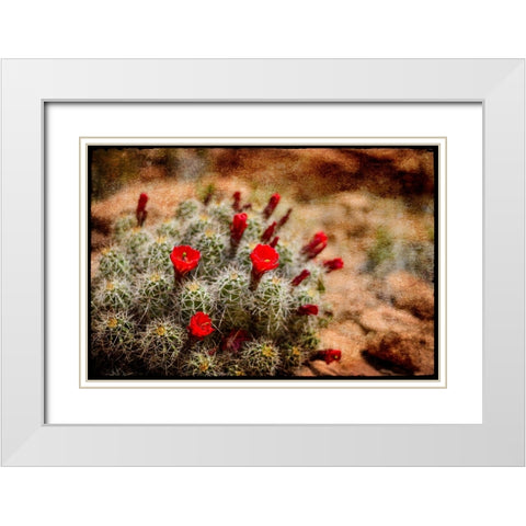 Desert Flower 3 White Modern Wood Framed Art Print with Double Matting by LightBoxJournal
