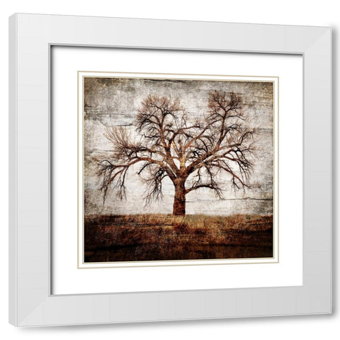 Cottonwood Tree Part 01 White Modern Wood Framed Art Print with Double Matting by LightBoxJournal