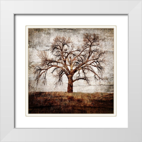 Cottonwood Tree Part 01 White Modern Wood Framed Art Print with Double Matting by LightBoxJournal